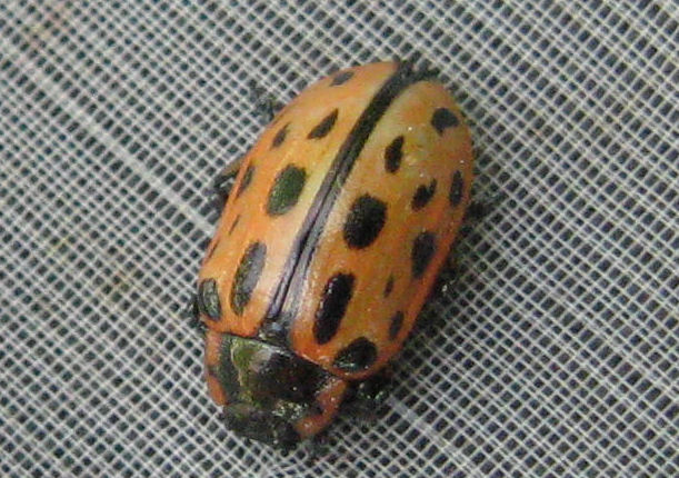 Chrysomelidae della Valsassina:Chrysomela vigintipunctata